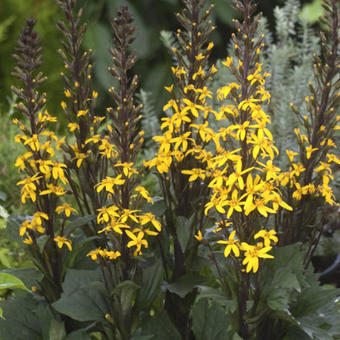 Ligularia 'Bottle Rocket'