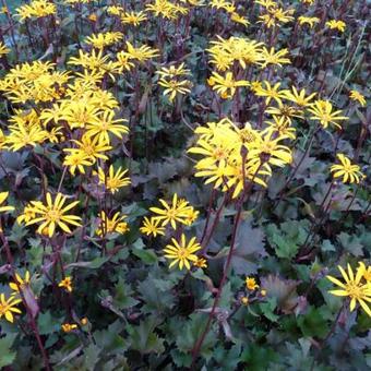 Ligularia dentata 'Osiris Cafe Noir'