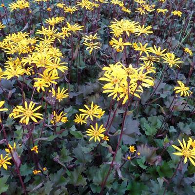 Ligularia dentata 'Osiris Cafe Noir' - 