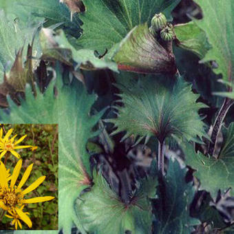 Ligularia dentata 'Osiris Fantaisie'