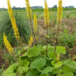 Ligularia 'Zepter' - 