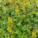 Ligularia przewalskii - 