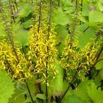 Ligularia stenocephala 'The Rocket' - Ligularia stenocephala 'The Rocket'