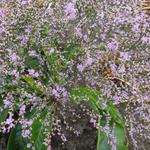 Breitblättriger Strandflieder - Limonium platyphyllum