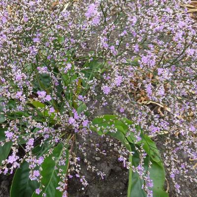 Limonium platyphyllum - Breitblättriger Strandflieder