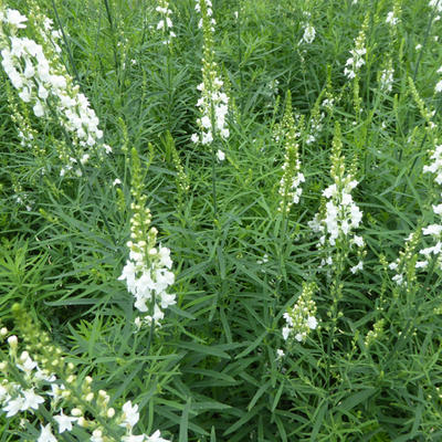 Linaria purpurea 'Springside White' - Linaria purpurea 'Springside White'