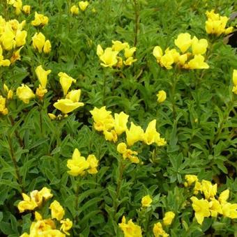 Linum flavum 'Compactum'