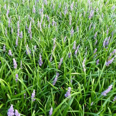 Liriope muscari 'Big Blue' - 