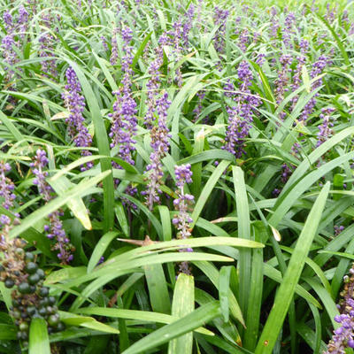 Liriope muscari 'Evergreen Giant' - Liriope muscari 'Evergreen Giant'