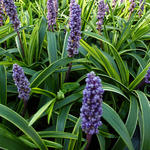 Liriope muscari 'Gold Band' - 