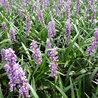 Liriope muscari 'Ingwersen'