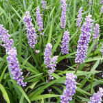 Liriope muscari 'Moneymaker' - 