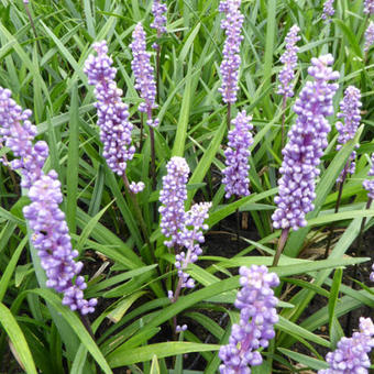 Liriope muscari 'Moneymaker'