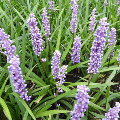 Liriope muscari 'Moneymaker' - 