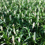 Liriope muscari 'Monroe White' - 