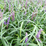 Liriope muscari 'Royal Purple' - 