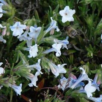 Lithodora diffusa 'Cambridge Blue'