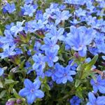 Lithodora diffusa 'Heavenly Blue'