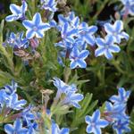 Lithodora diffusa 'Star'