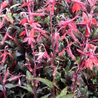 Lobelia cardinalis 'Black Truffle'