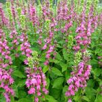 Lobelia x speciosa 'Monet Moment' - 