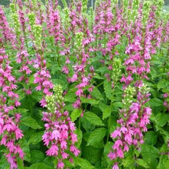 Lobelia x speciosa 'Monet Moment'