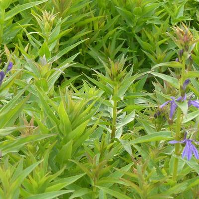 Lobelia sessilifolia - 