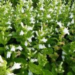 Lobelia siphilitica 'Alba'