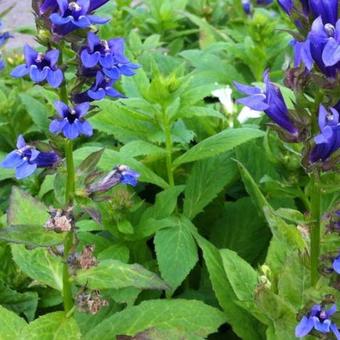 Lobelia siphilitica 'Blaue Auslese'