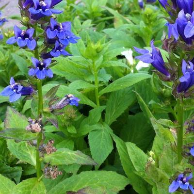 Lobelia siphilitica 'Blaue Auslese' - 