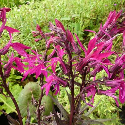 Lobelia x speciosa 'Russian Princess'