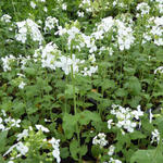 Lunaria annua 'Albiflora' - Lunaria annua 'Albiflora'