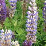 Lupinus 'GALLERY Blue' - Lupinus 'GALLERY Blue'