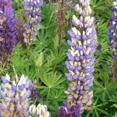 Lupinus 'GALLERY Blue'