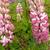 Lupinus 'GALLERY Pink'