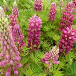 Lupinus 'GALLERY Red' - Lupinus 'Gallery Red' - Lupinus 'GALLERY Red'