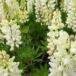 Lupinus 'Gallery White' - Lupinus  'GALLERY White'