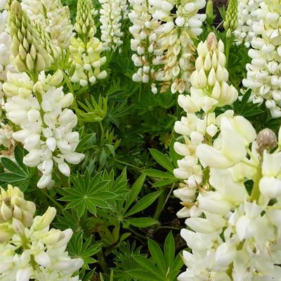 Lupinus  'GALLERY White' - Lupinus 'Gallery White'