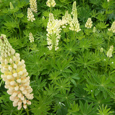 Lupinus 'GALLERY Yellow' - Lupinus 'GALLERY Yellow'