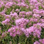 Lychnis alpina 'Rosea' - 