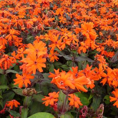 Lychnis x arkwrightii 'Vesuvius' - 