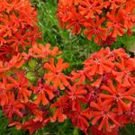 Lychnis chalcedonica - Brennende Liebe