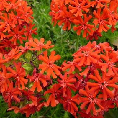 Lychnis chalcedonica - LYCHNIDE, CROIX DE JÉRUSALEM, CROIX DE MALTE