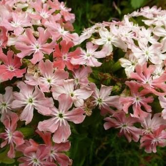 Lychnis chalcedonica 'Carnea'