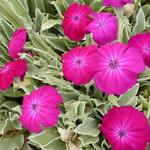 Lychnis coronaria 'Atrosanguinea' - Lychnis coronaria 'Atrosanguinea'