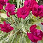 Lychnis coronaria 'Gardeners' World' - 