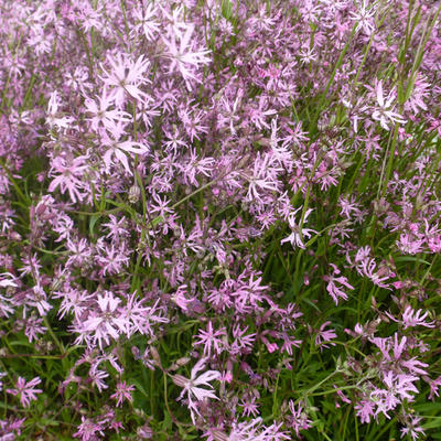 Silene flos-cuculi - Kuckucks-Lichtnelke