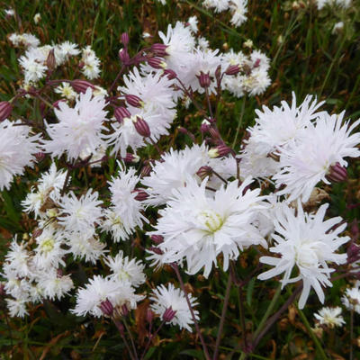 Silene flos-cuculi 'Petit Henri'