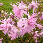 Silene flos-cuculi 'Petite Jenny' - 