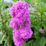 Lychnis viscaria 'Plena' - 